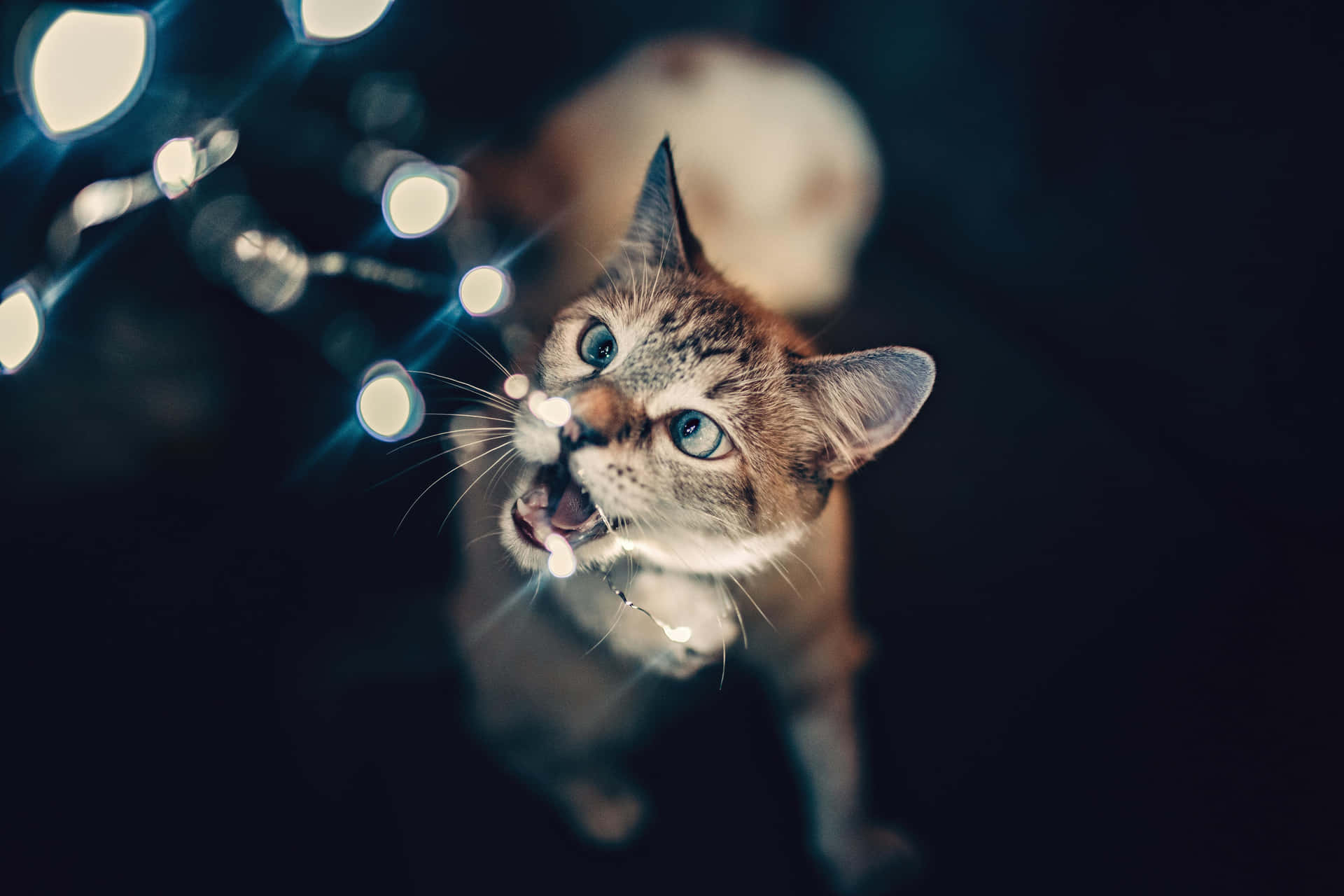 Festive Feline Among Twinkling Lights.jpg Wallpaper