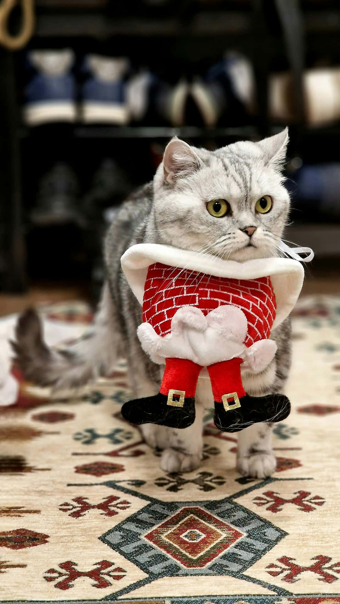 Festive Felinein Santa Outfit Wallpaper