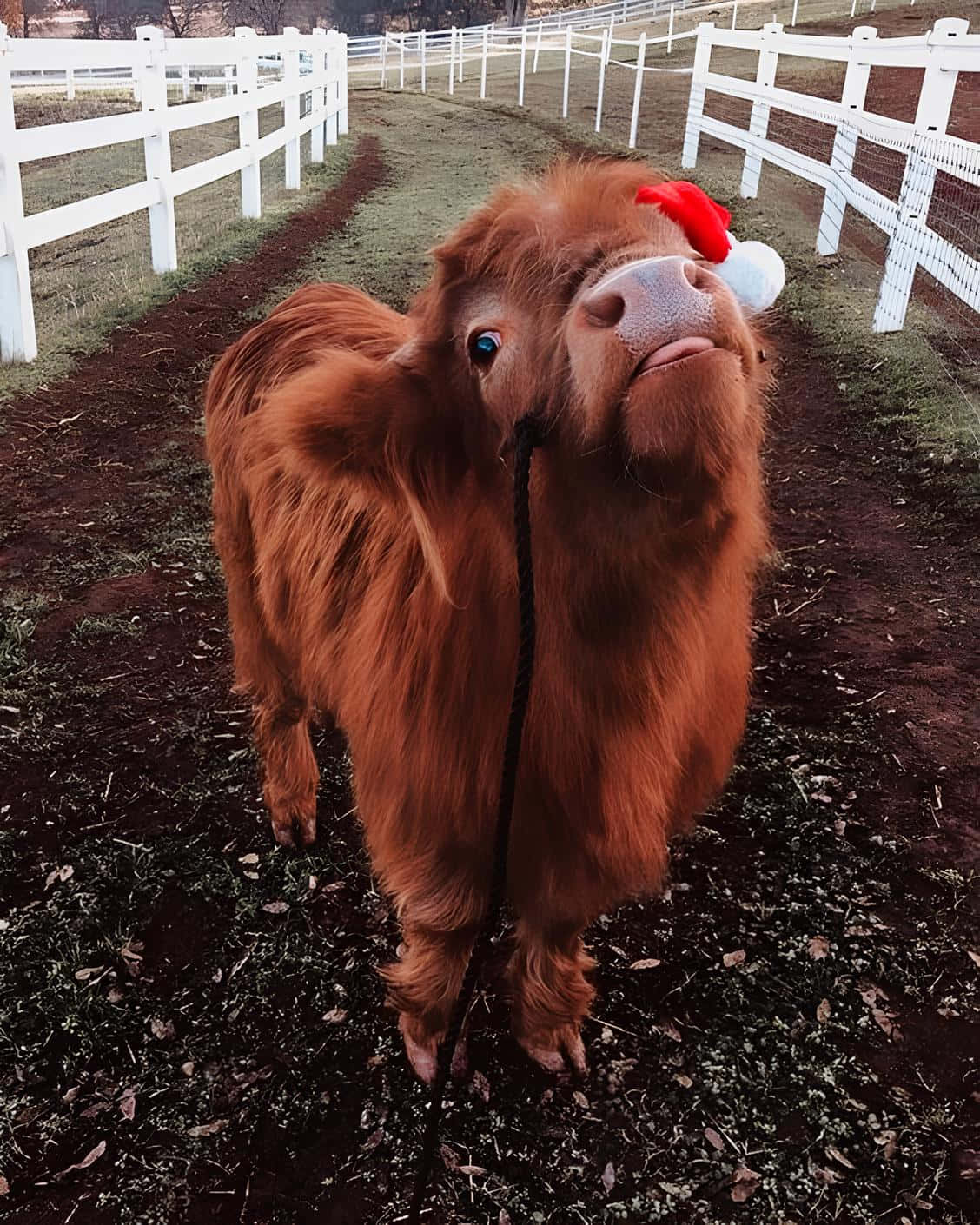 Festive Highland Cowin Santa Hat Wallpaper