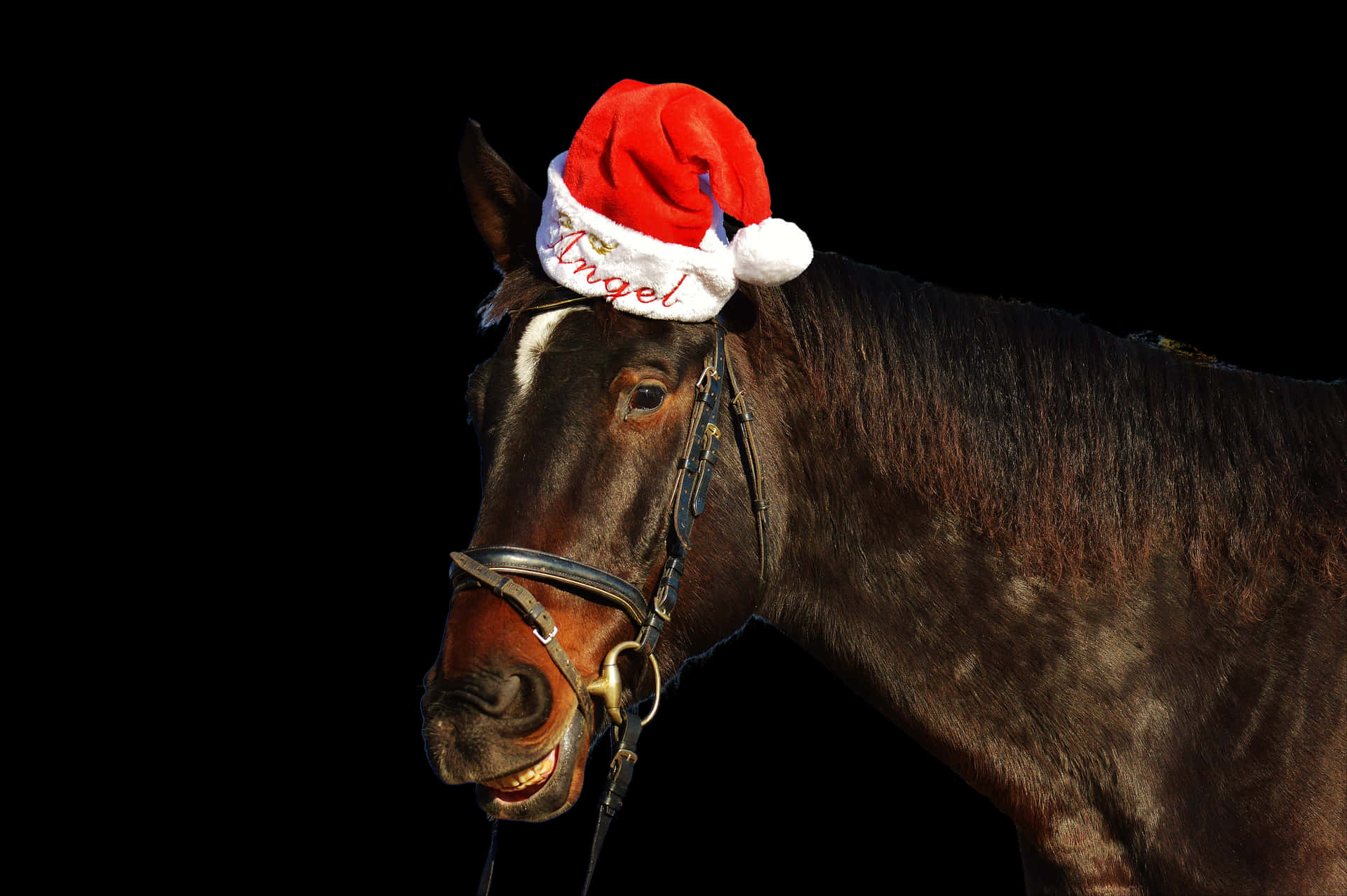 Festive_ Horse_with_ Santa_ Hat PNG