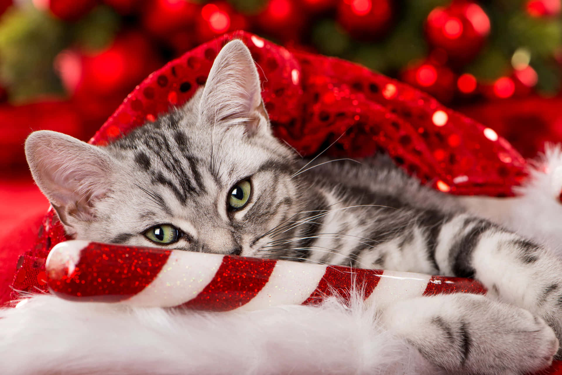 Festive Kittenin Christmas Decor.jpg Wallpaper