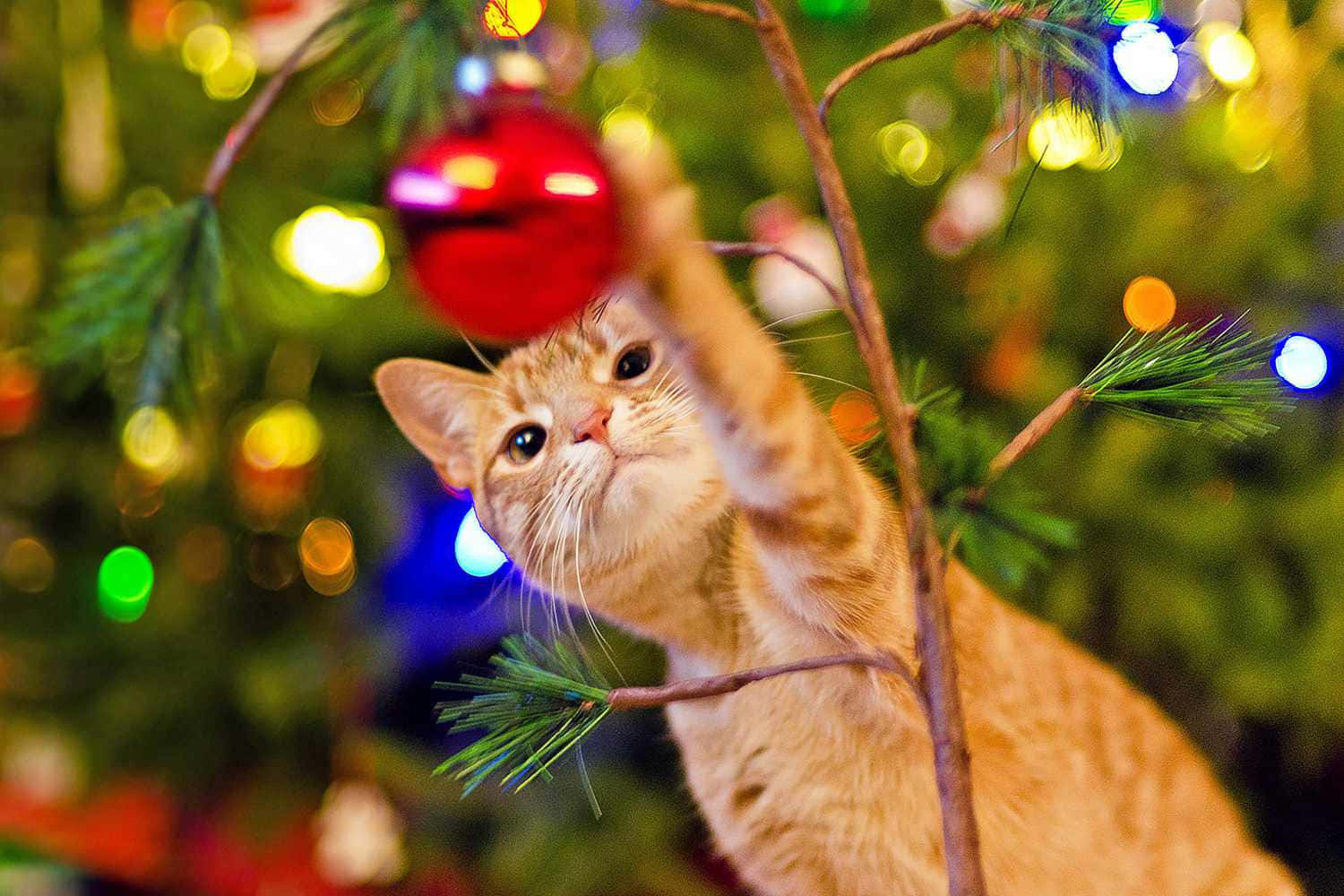 Festive Kitty Christmas Ornament Play Wallpaper
