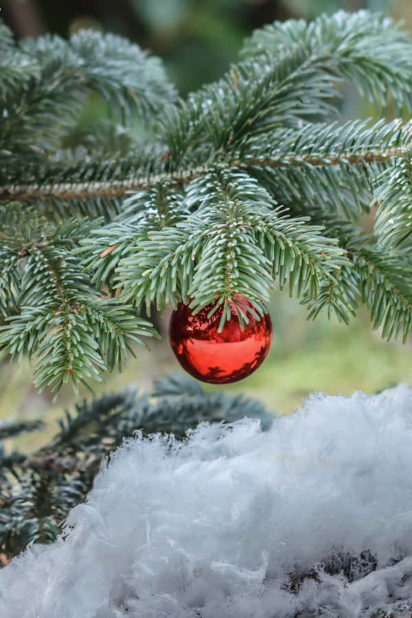 Festive Red Ornamenton Snowy Pine Branch Wallpaper