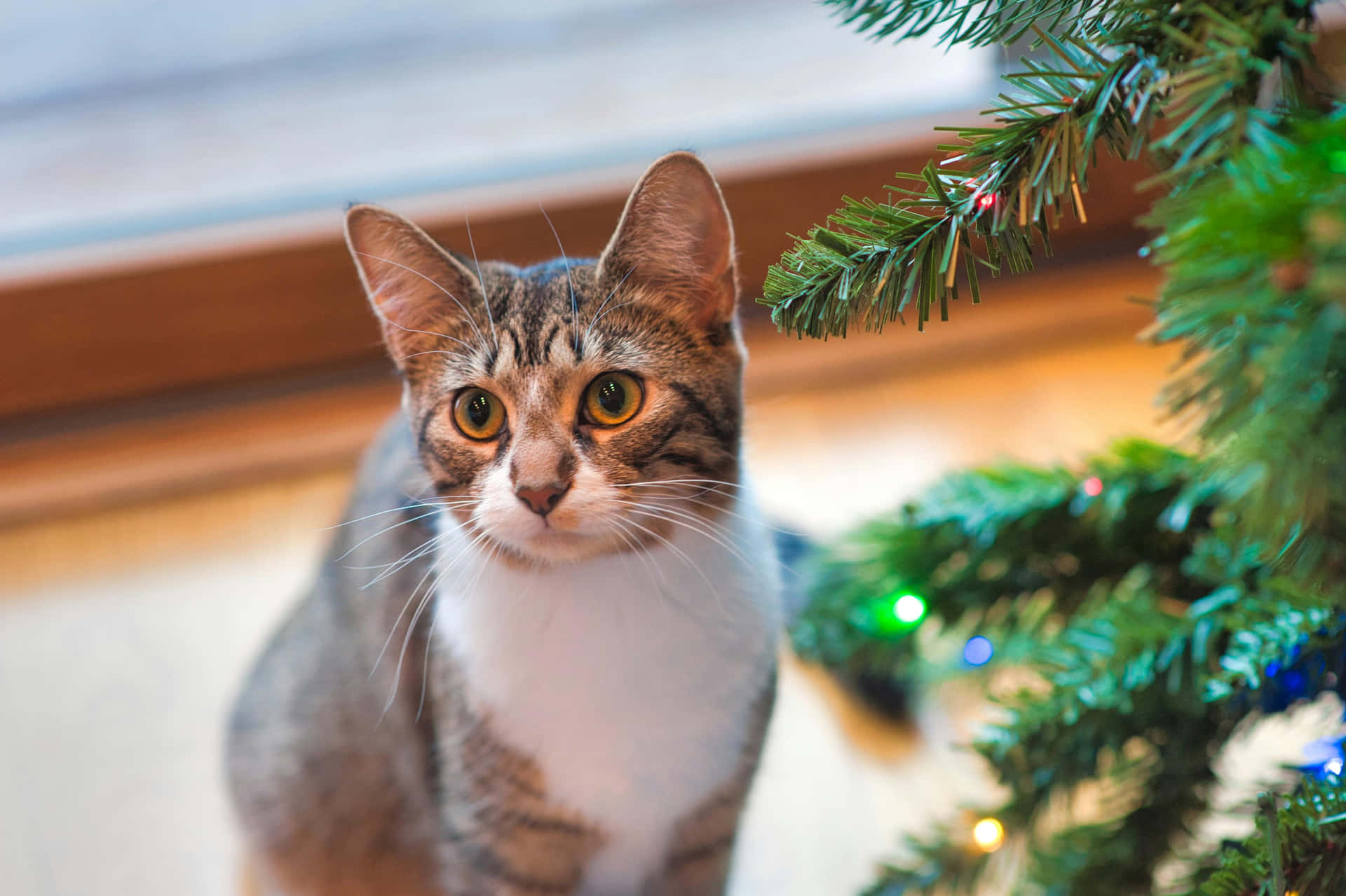 Festive Tabby Cat Beside Christmas Tree.jpg Wallpaper