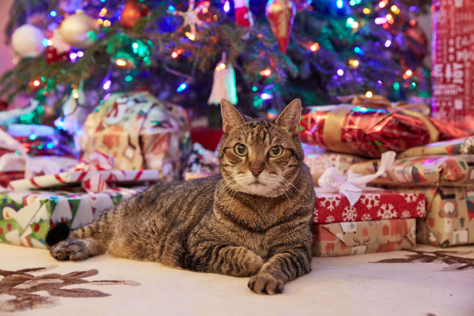 Festive Tabby Cat Christmas Tree Presents.jpg Wallpaper