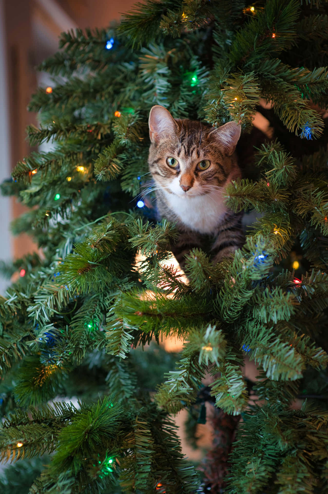 Festive Tabby Catin Christmas Tree.jpg Wallpaper