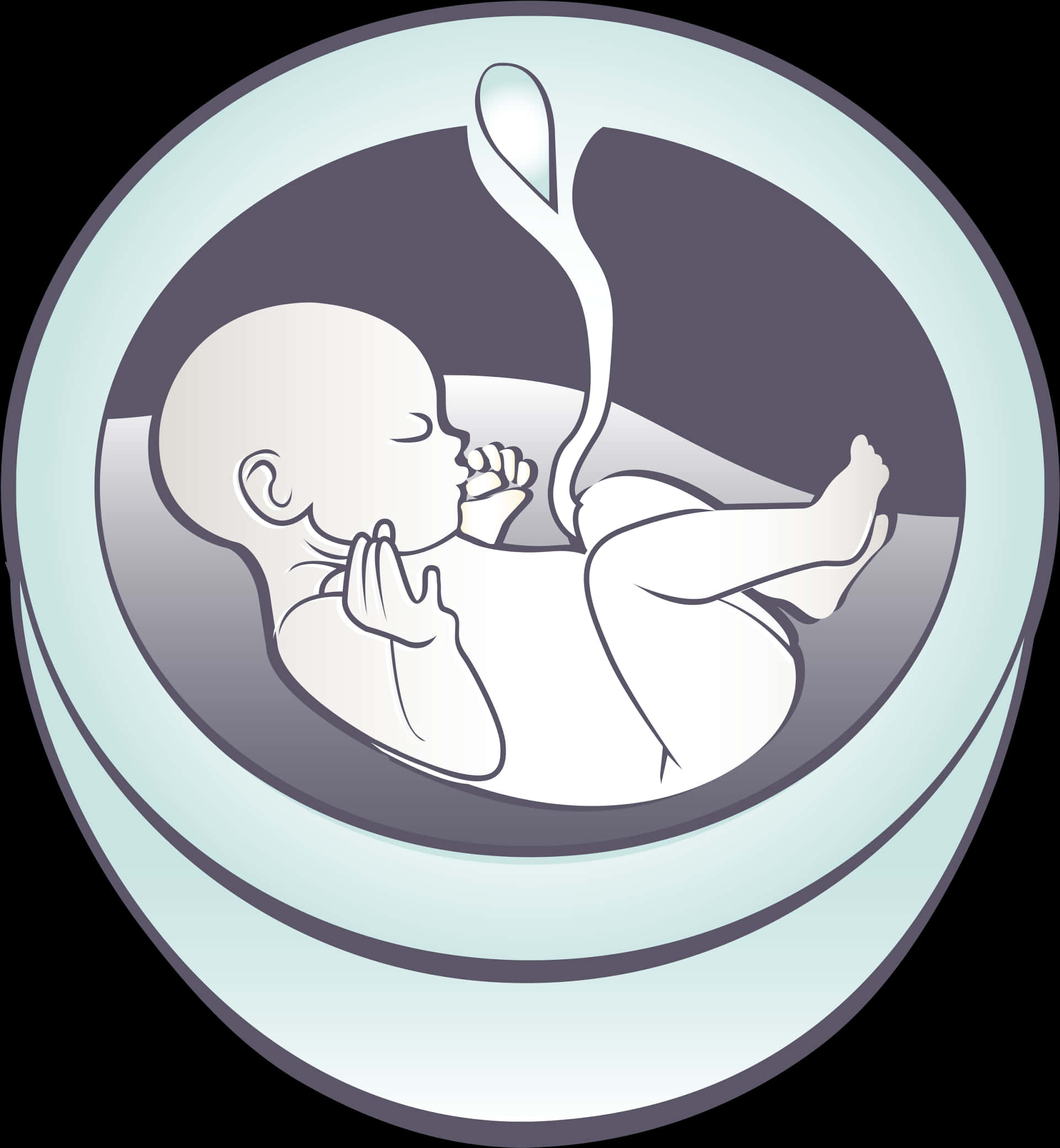 Fetal Development Illustration PNG