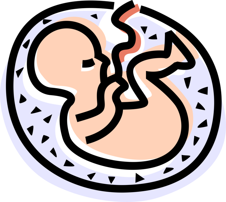 Fetal Development Illustration PNG