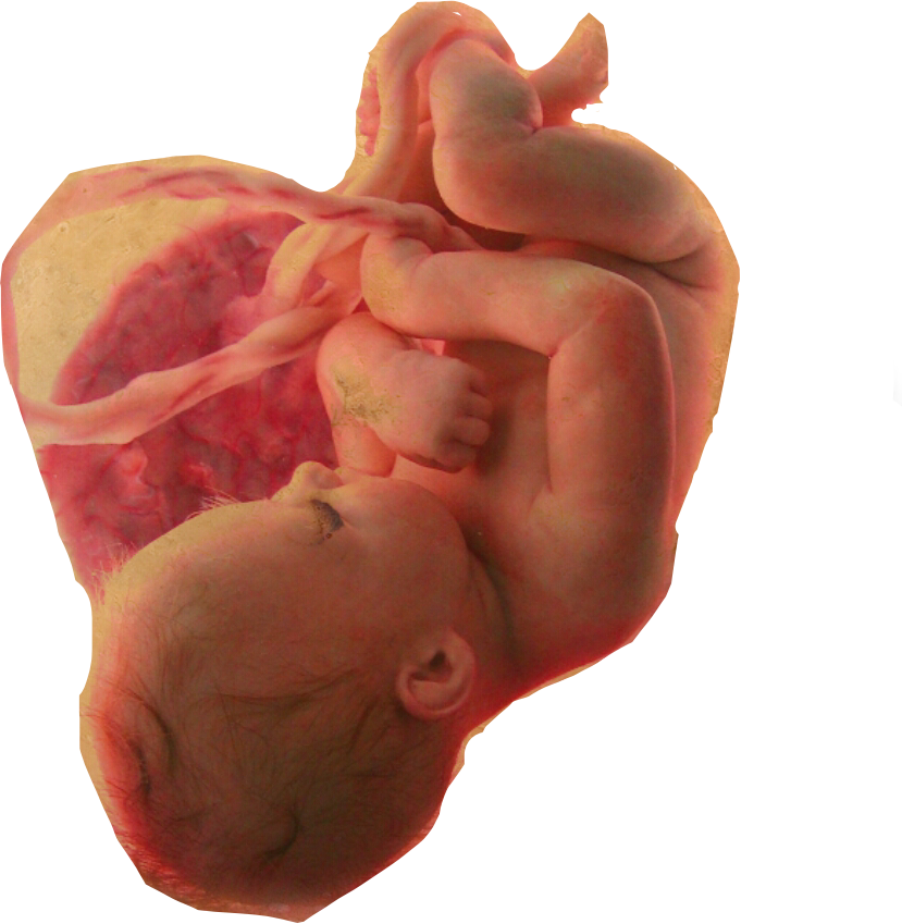 Fetal Developmentin Utero PNG