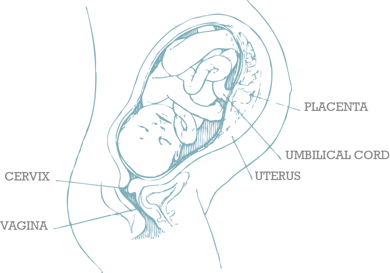 Fetal Developmentin Uterus Diagram PNG