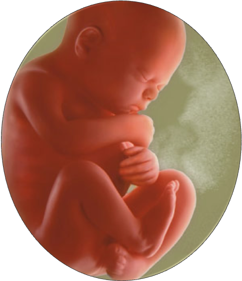 Fetal Developmentin Womb PNG