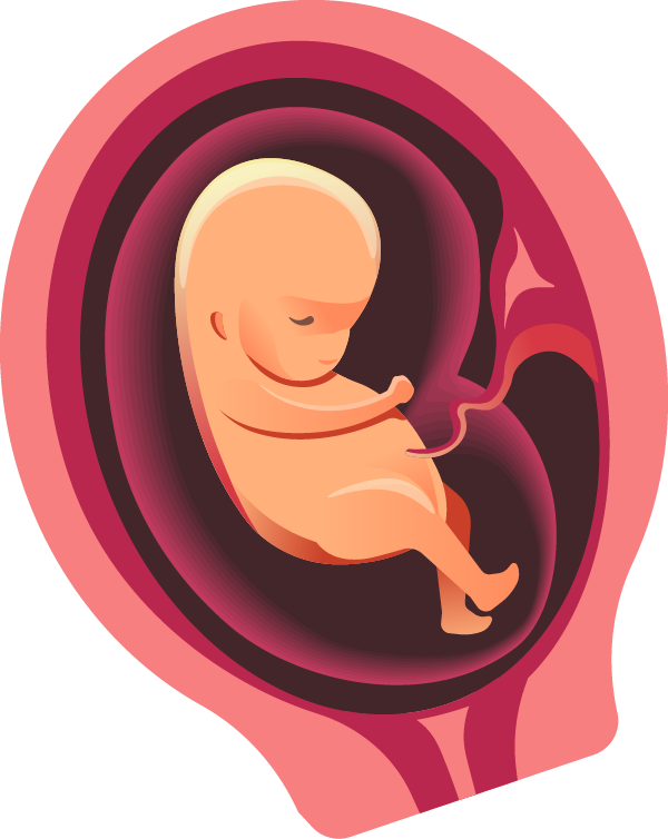 Fetal Developmentin Womb Illustration PNG