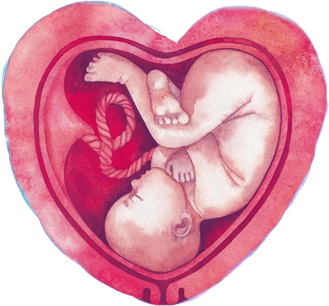 Fetal_ Embrace_in_ Heart_ Shaped_ Womb PNG
