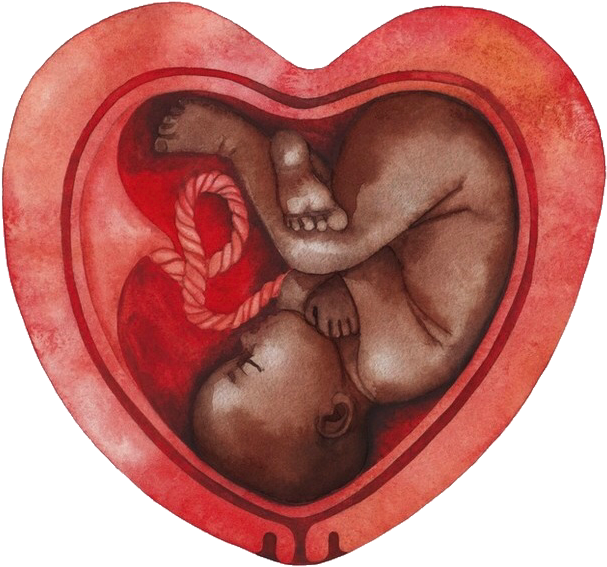 Fetal_ Embrace_in_ Heart_ Shaped_ Womb PNG