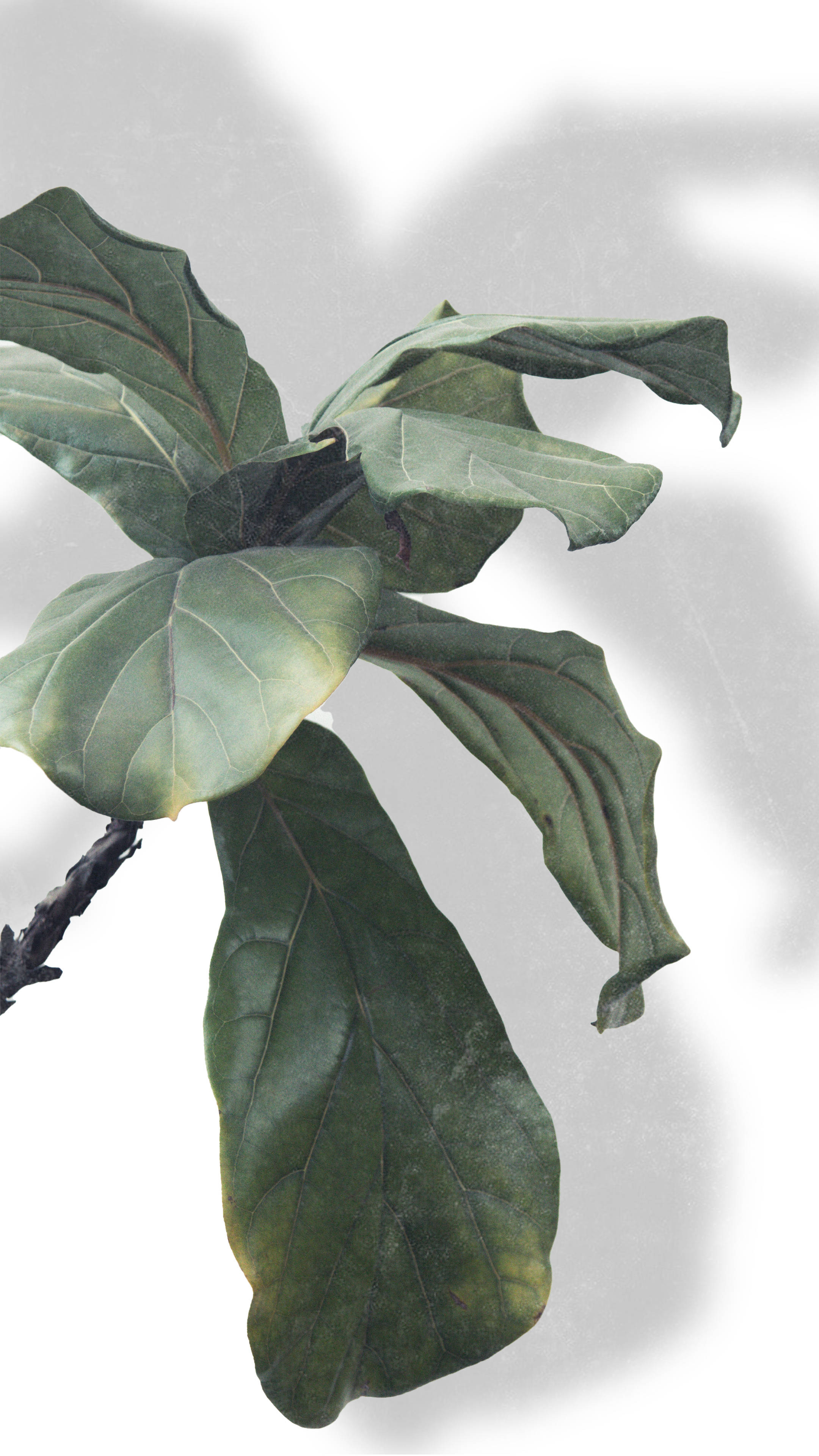 Fiddle Leaf Fig Minimalist Plant Wallpaper