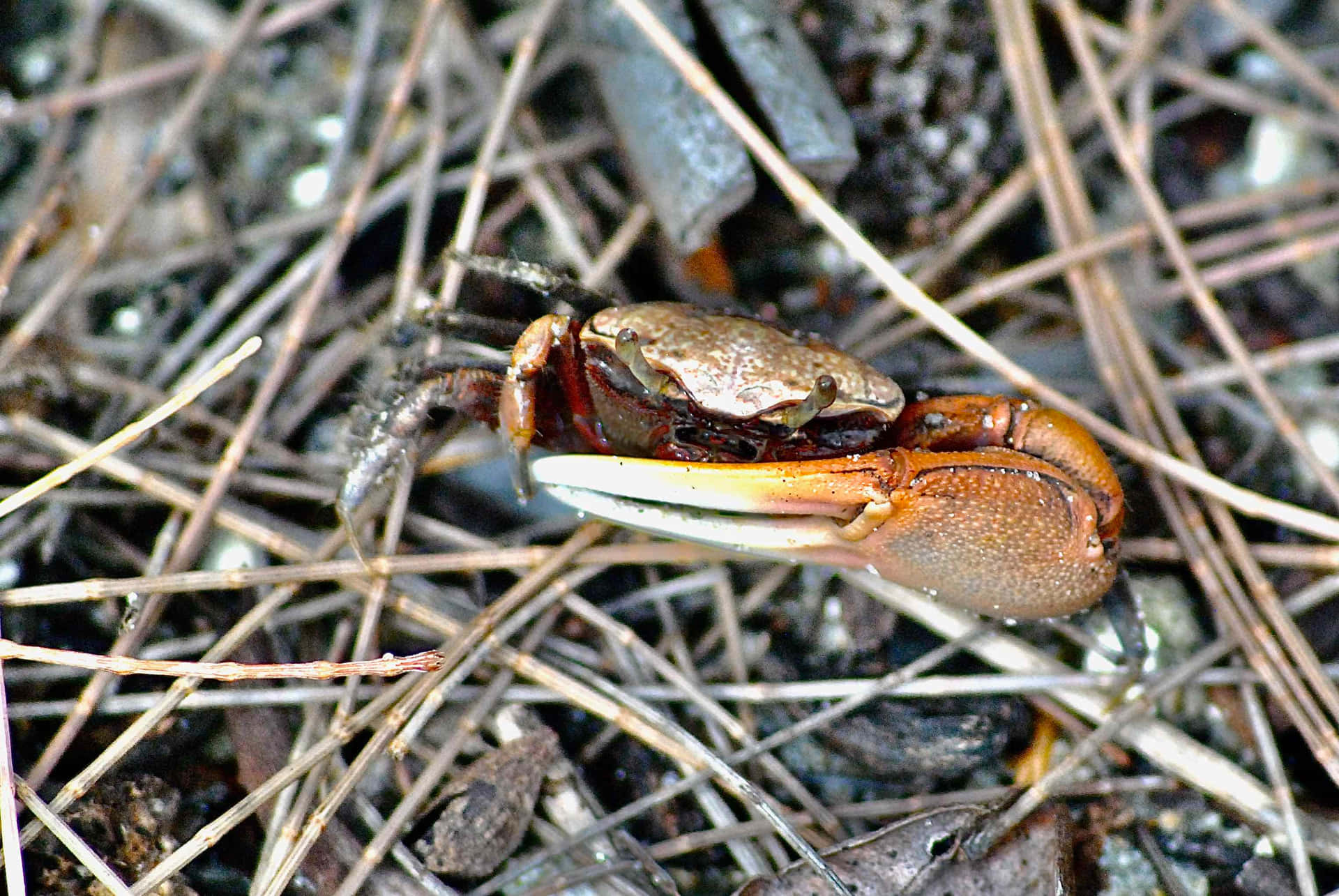 Fiddler Crab Amidst Twigsand Leaves.jpg Wallpaper