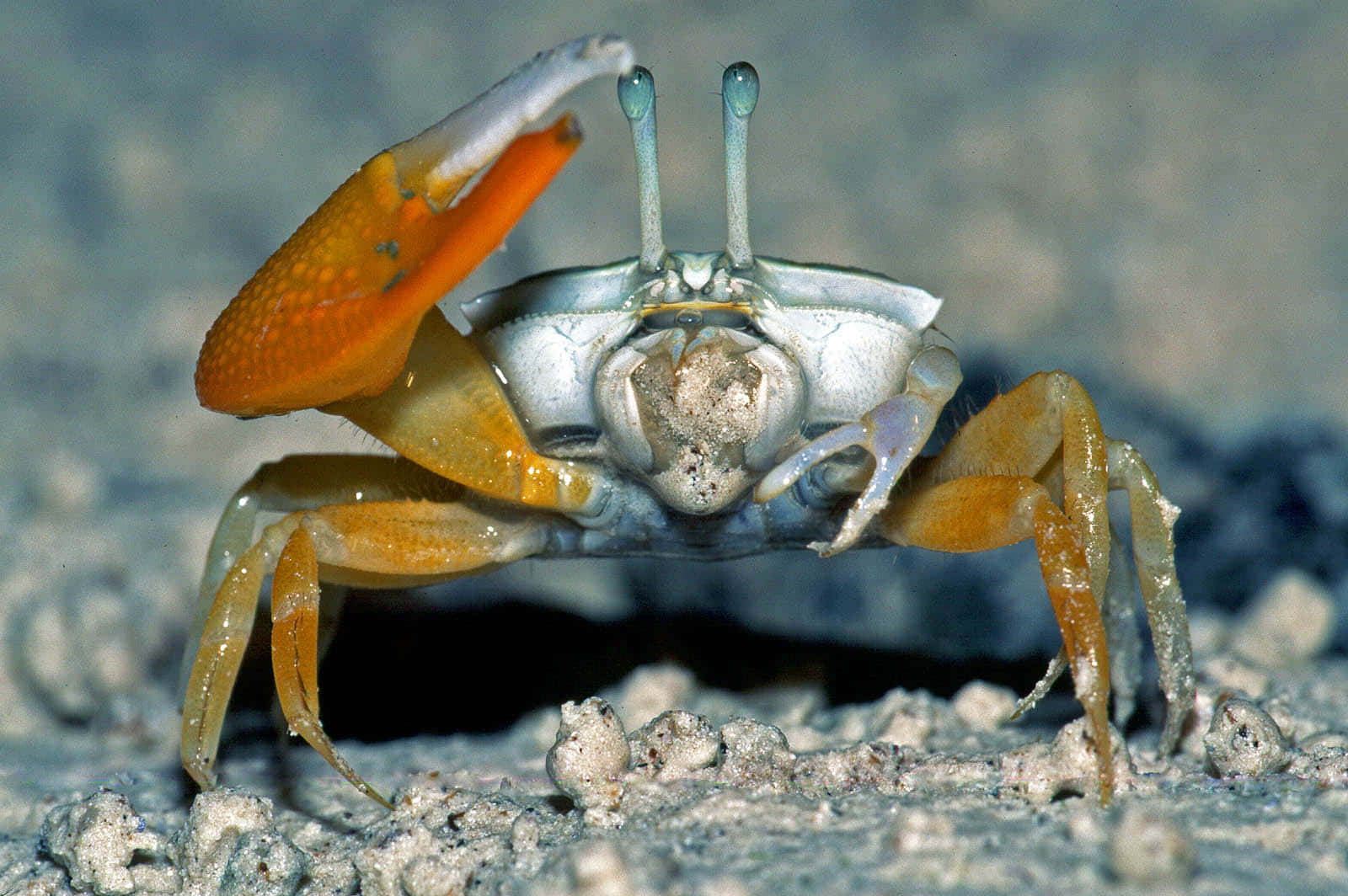 Fiddler Crab On Sand.jpg Wallpaper