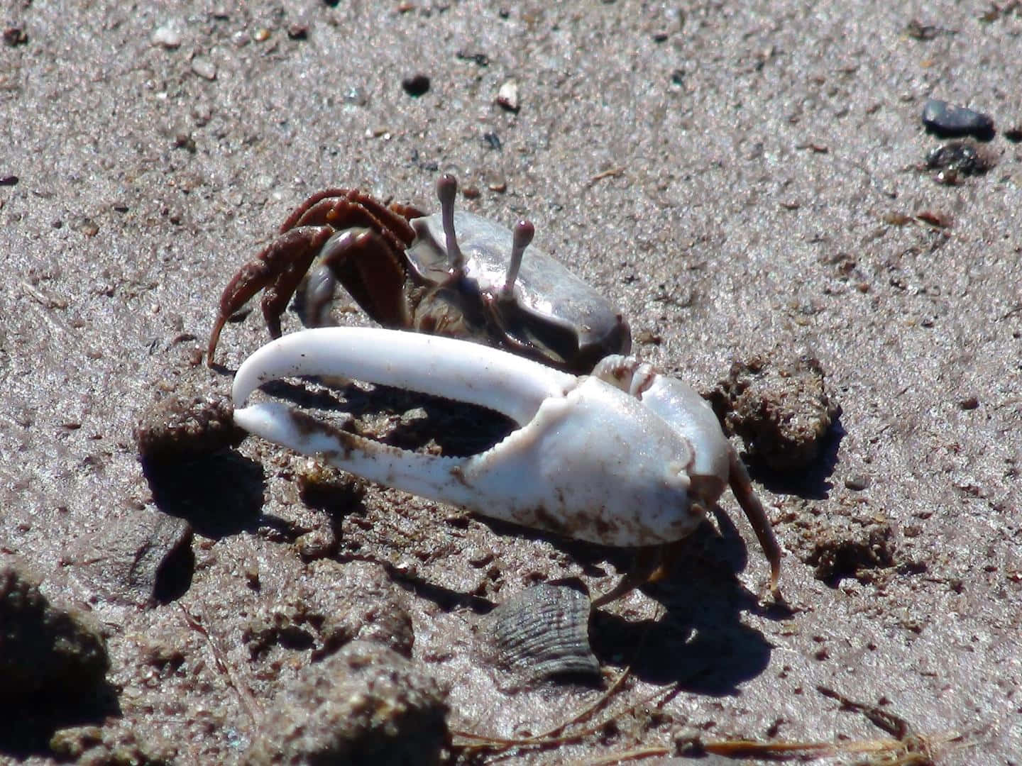 Fiddler Crab On Sand Wallpaper