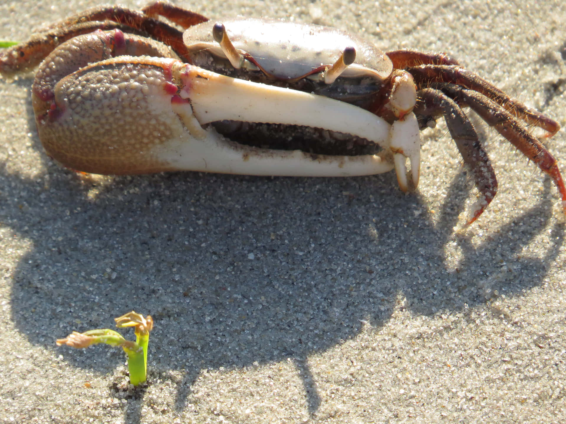 Fiddler Crab On Sand Wallpaper