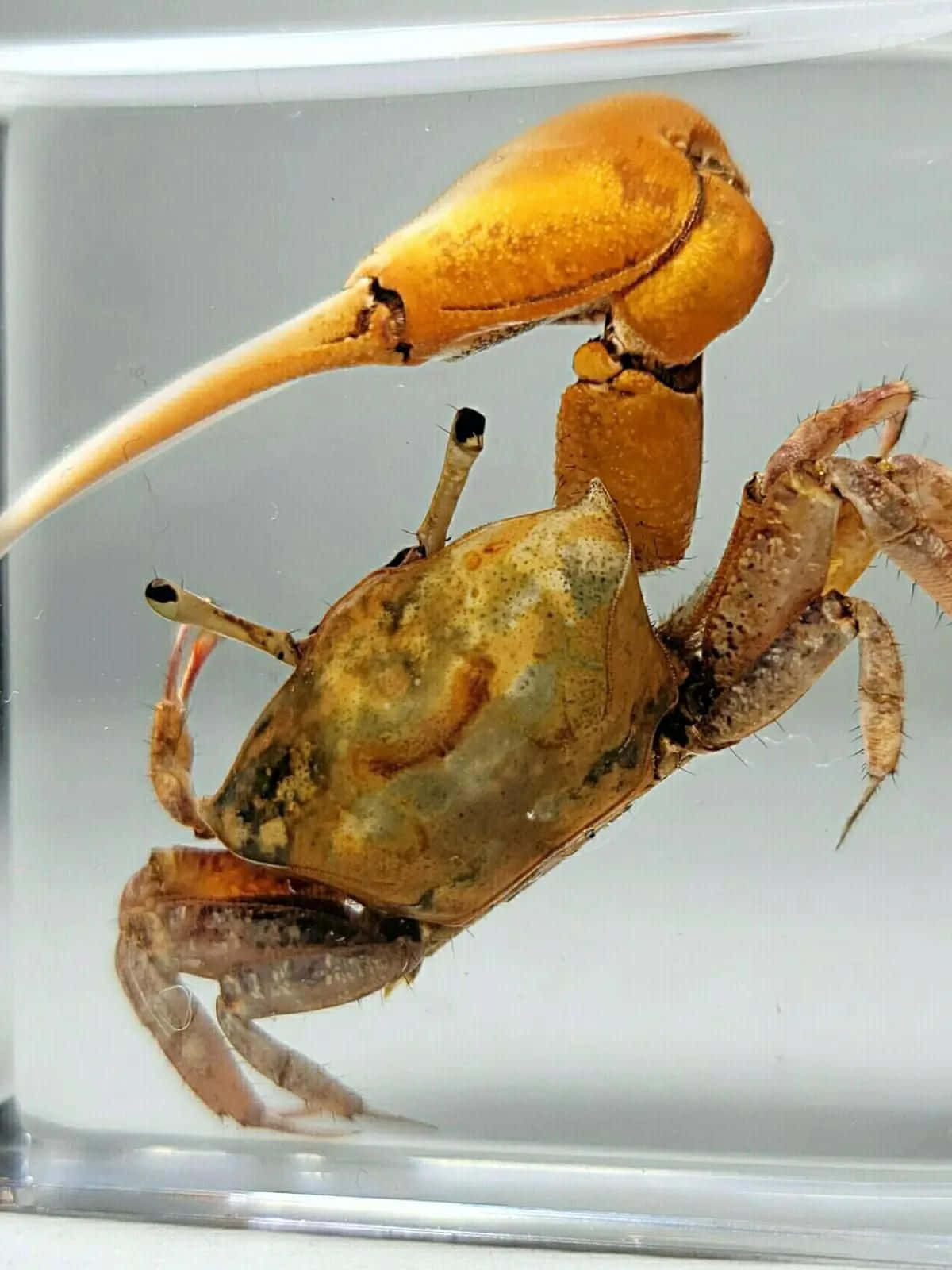 Fiddler Crab With Distinctive Large Claw Wallpaper
