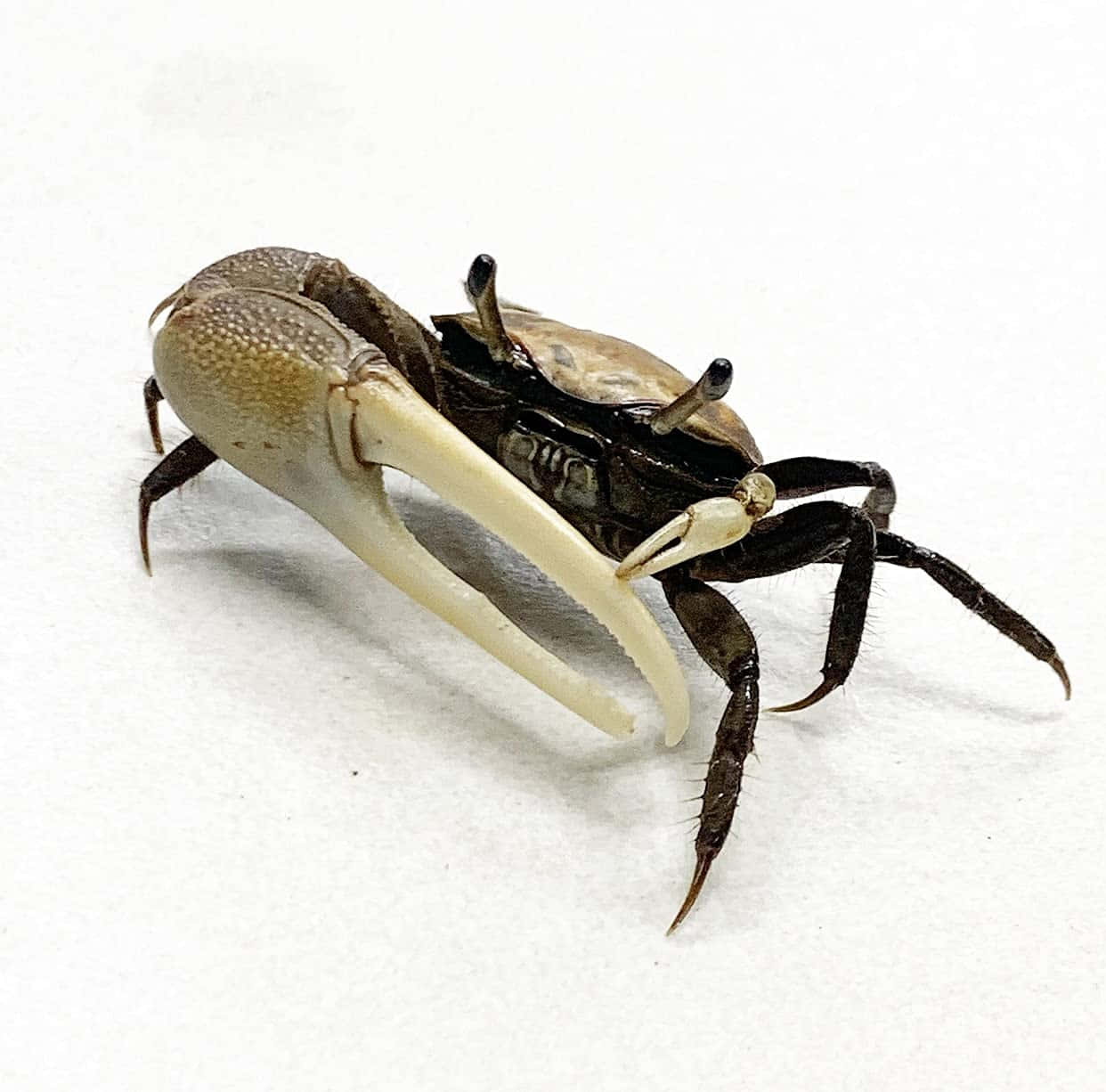 Fiddler Crab With Oversized Claw Wallpaper