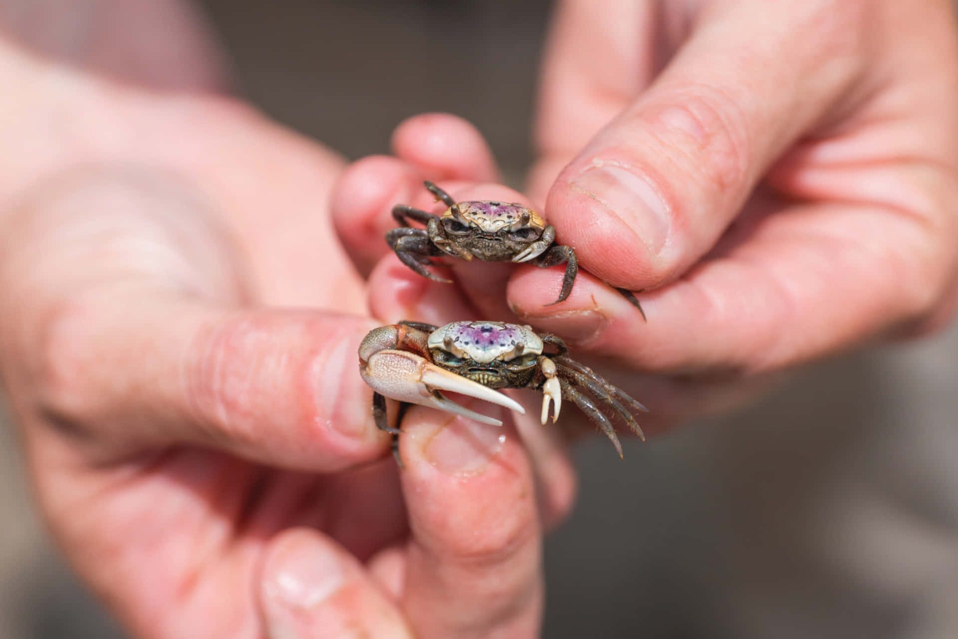 Fiddler Crabsin Hand Wallpaper