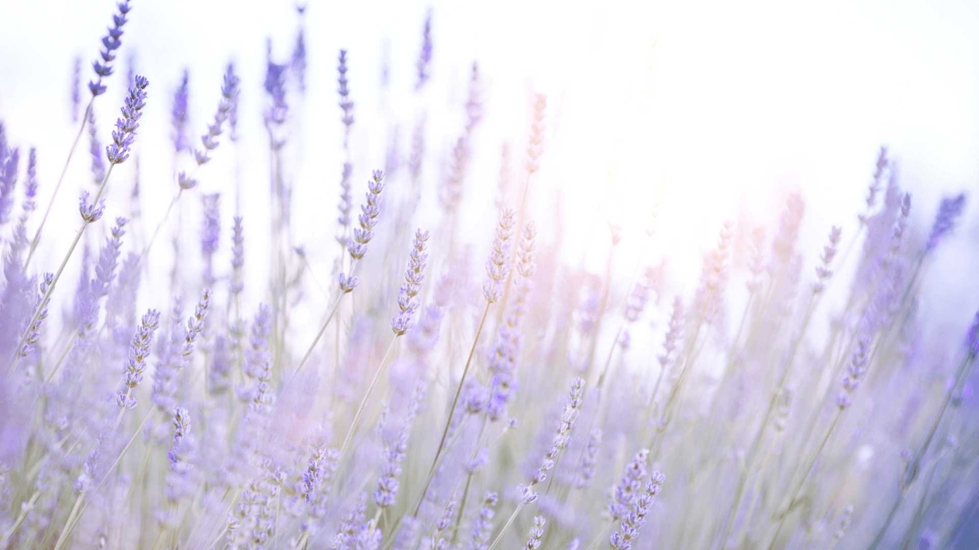 Vast and Beautiful Field of Green Background — Soft lavender blooms sway gently in a sunlit field with a bright hazy glow behind them.