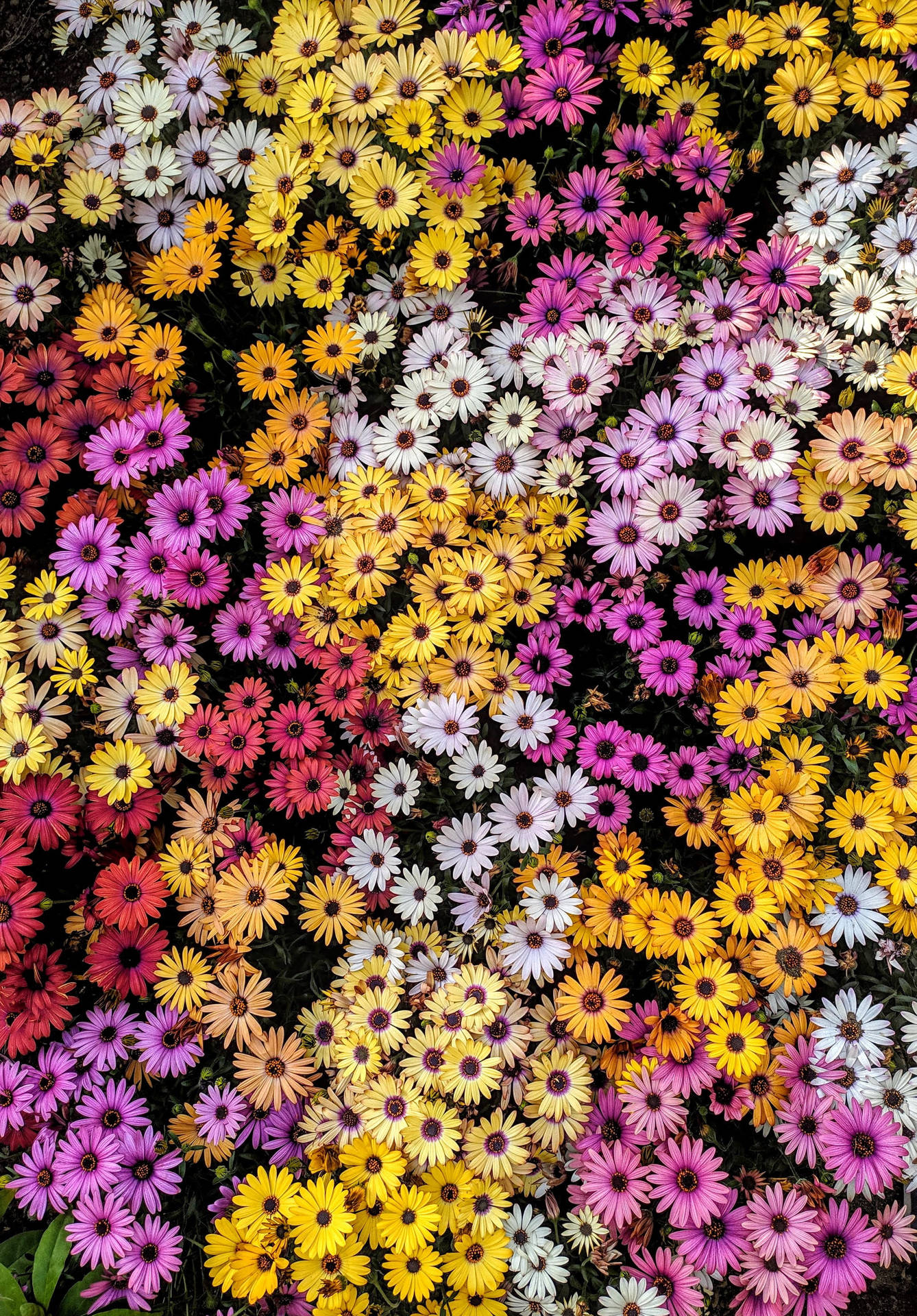 Field Colorful Daisy Aesthetic Wallpaper