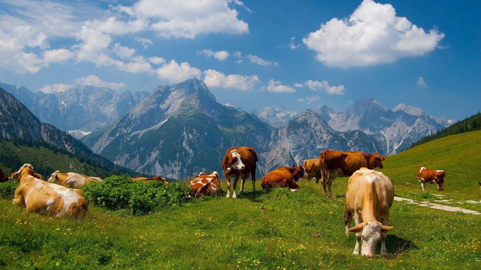 Herd Of Cows Grazing In A Green Pasture Wallpaper