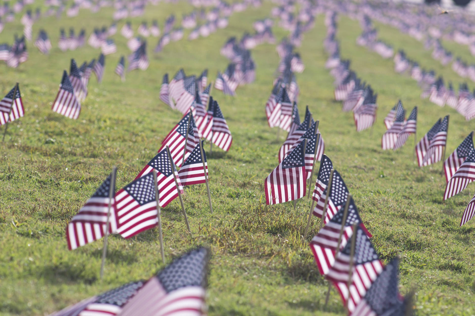 An aerial view of hundreds of American flags fluttering in a field. Wallpaper