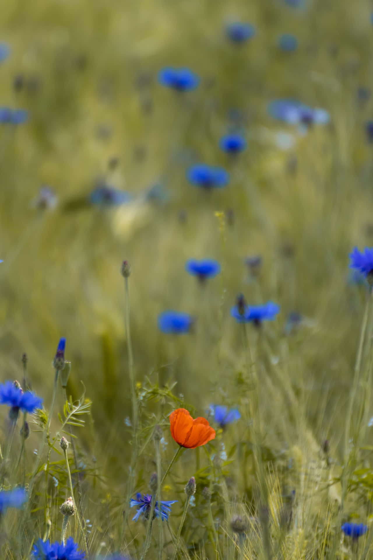 Feldmit Blauen Blumen Für Das Handy Wallpaper