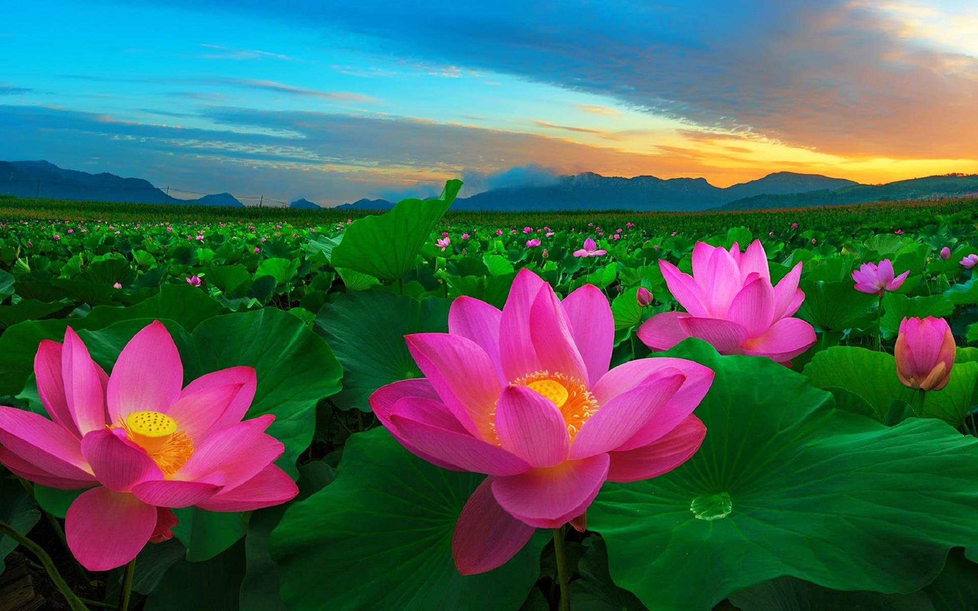 Field Of Lotus At Sunset Wallpaper
