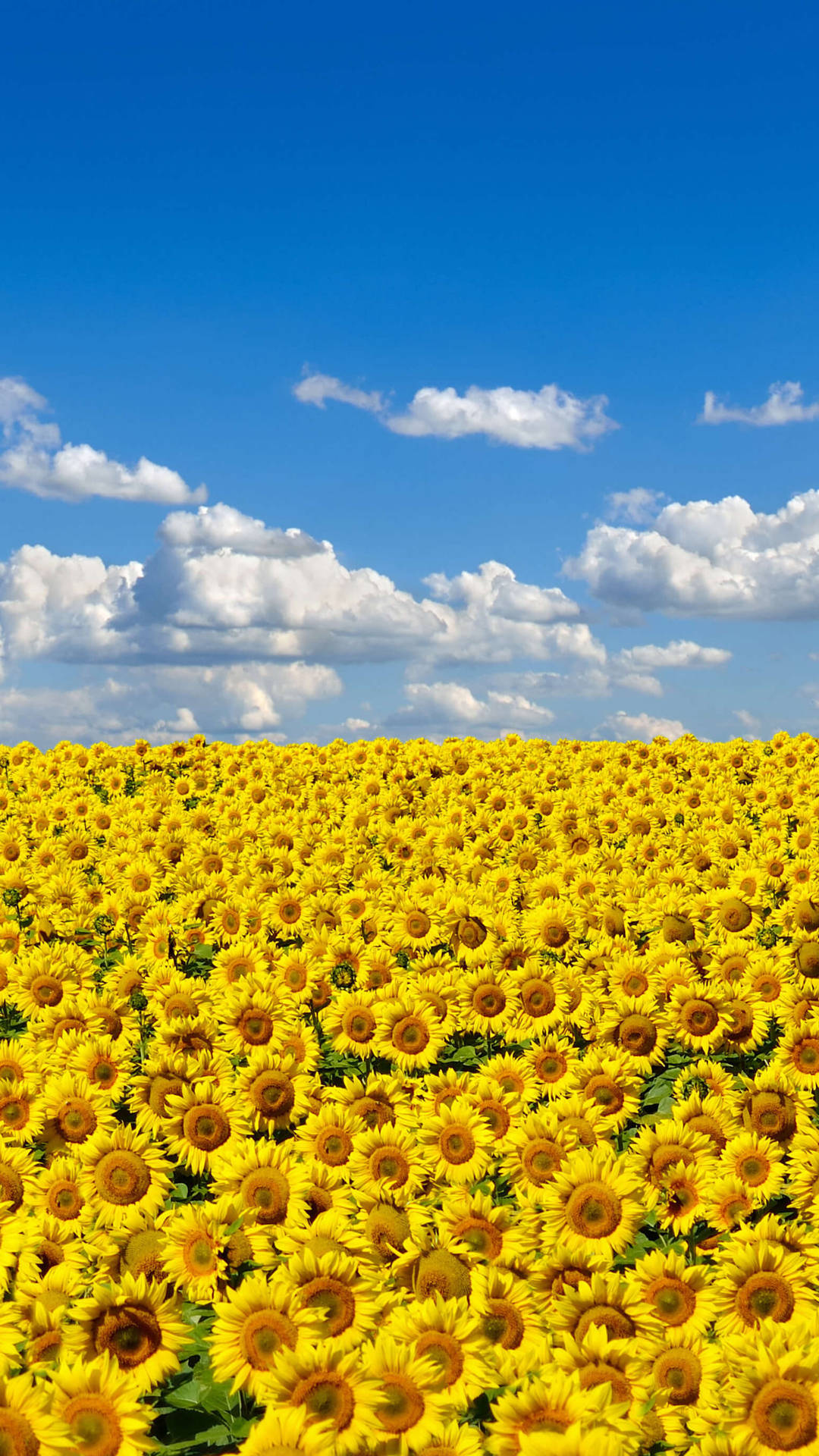 Field Of Sunflower 2160x3840 Wallpaper