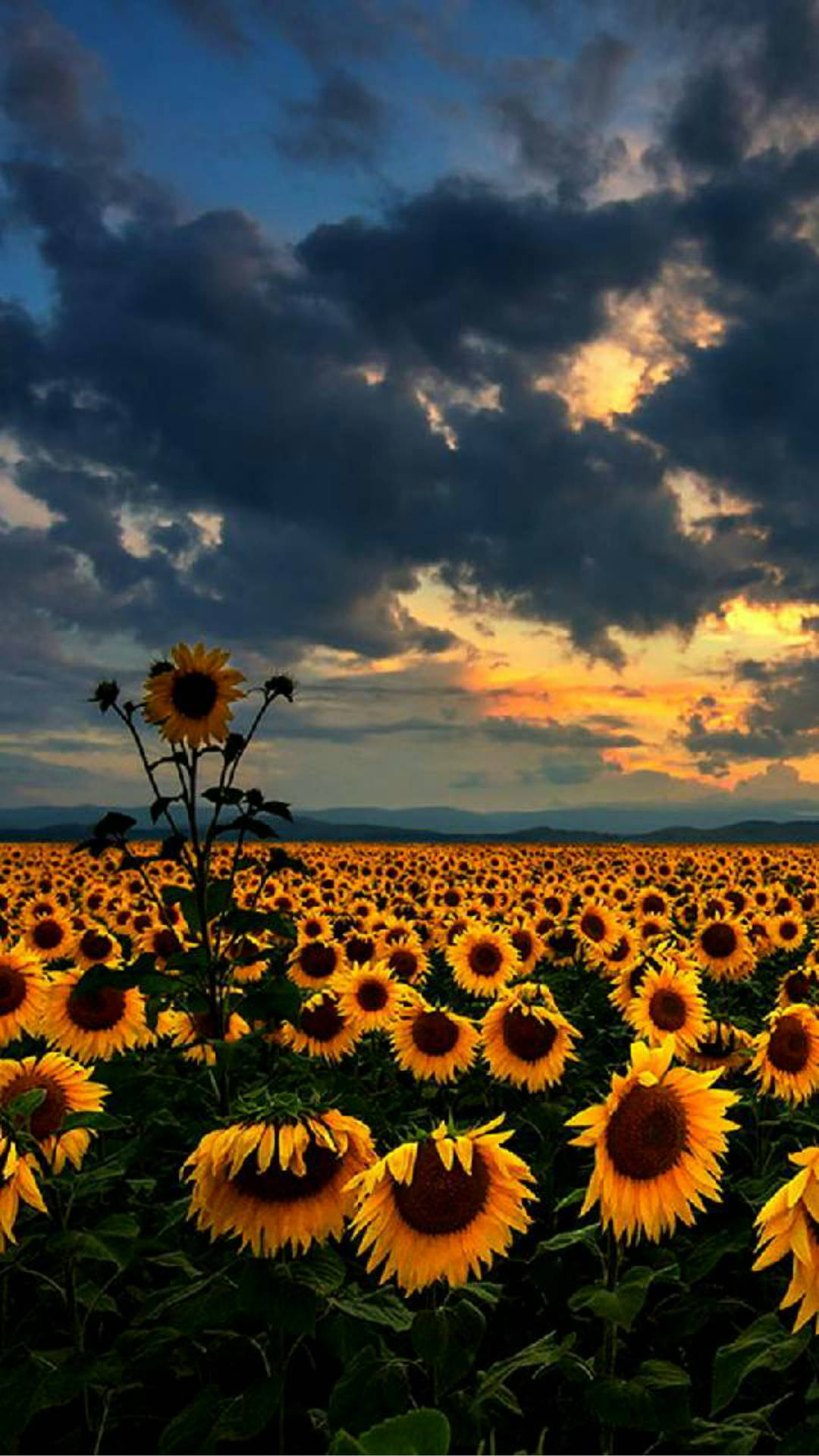 Field Of Sunflower Bunga Wallpaper