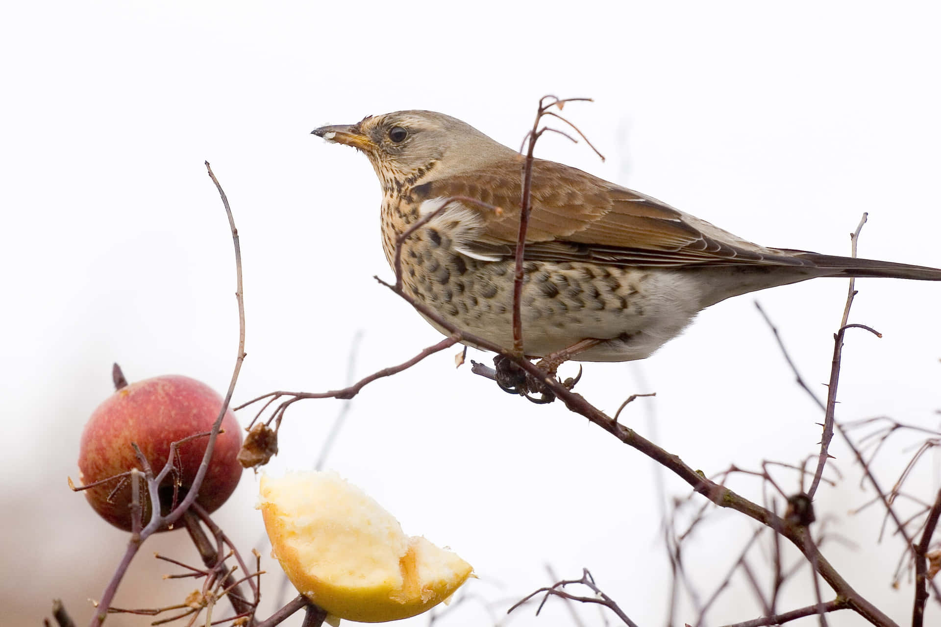 Fieldfare Thrush With Apples Wallpaper