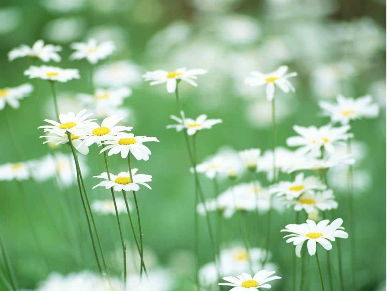 Fieldof Daisies Springtime Bloom.jpg Wallpaper