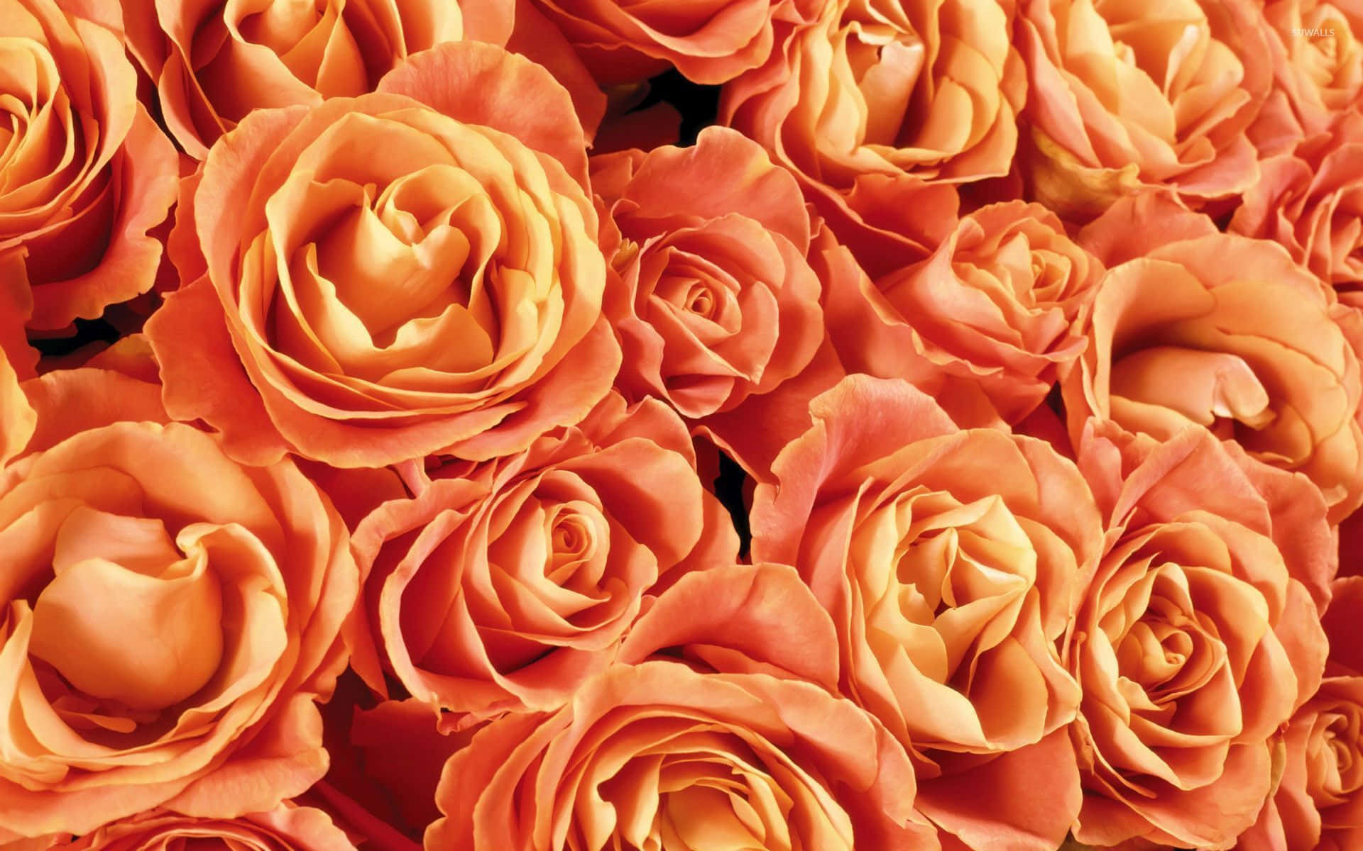 Fields Of Orange Roses Flower Wallpaper
