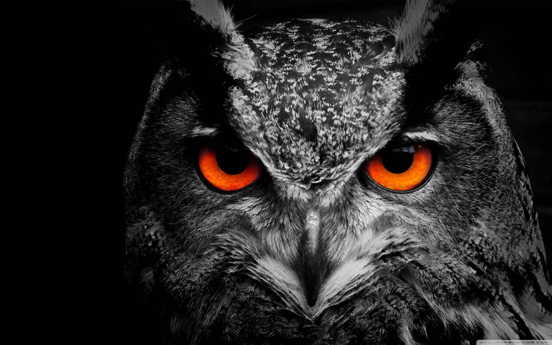 Fierce Black Owl Face