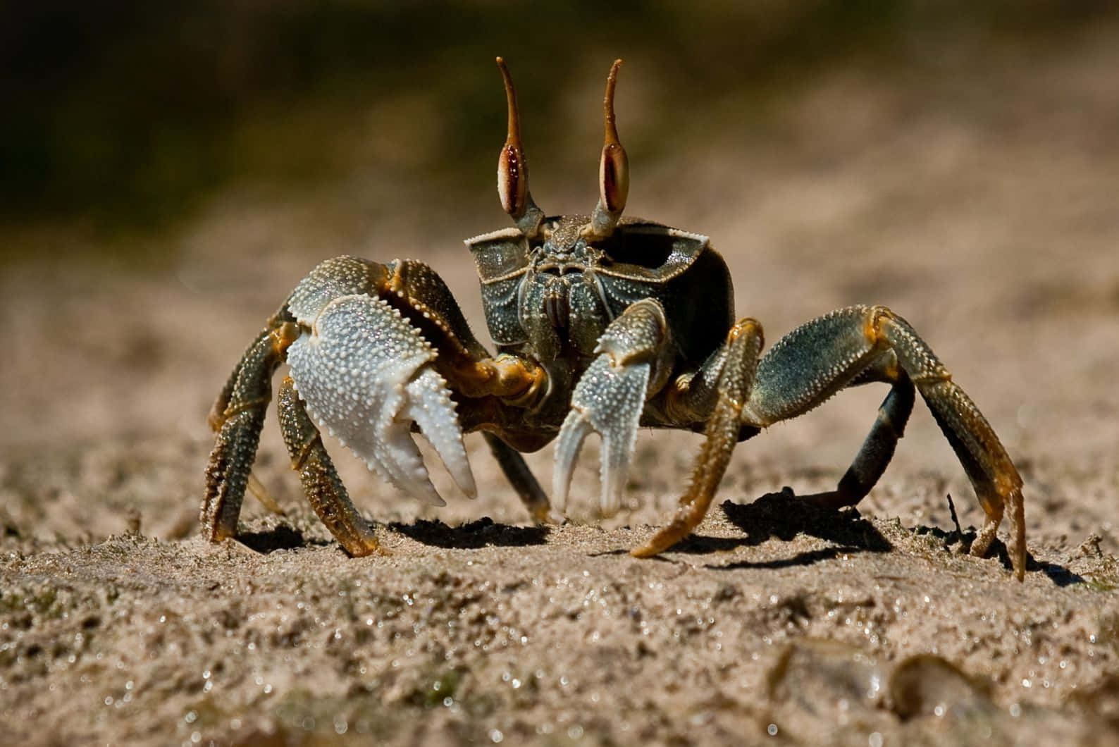 Fierce Crab On Sand Wallpaper