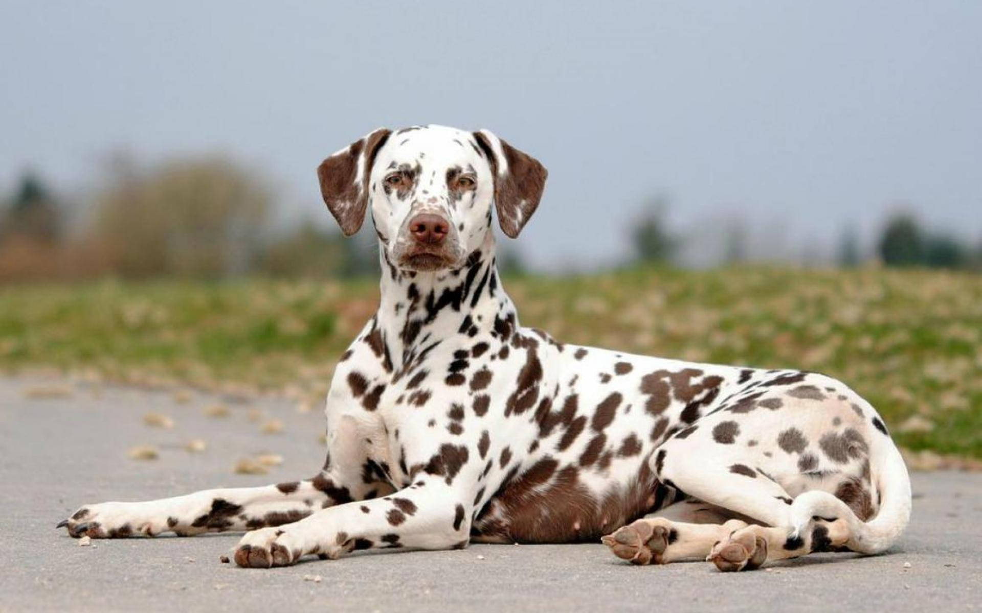 Fierce Dalmatian Dog