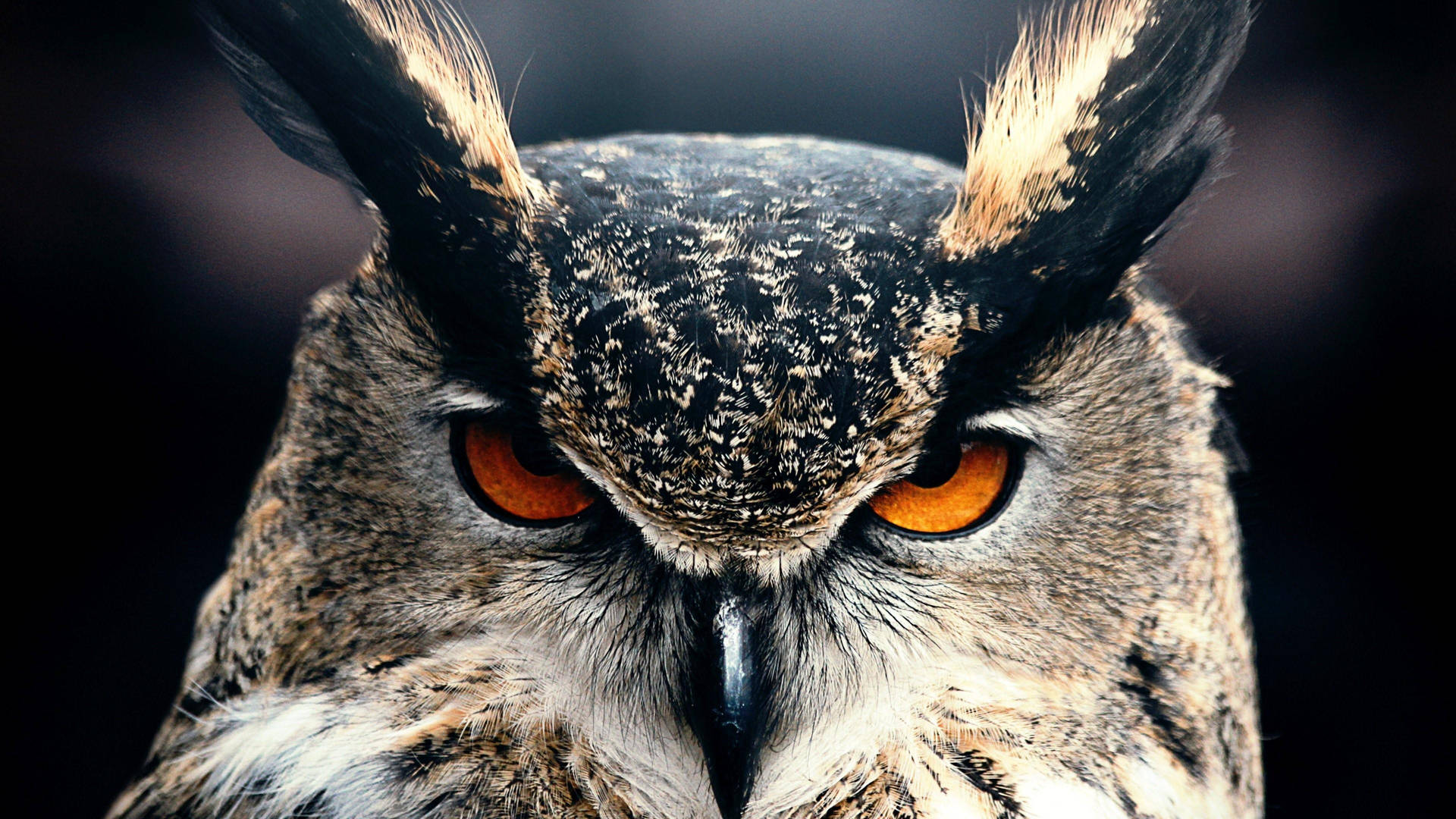 The fierceness of a great horned owl Wallpaper