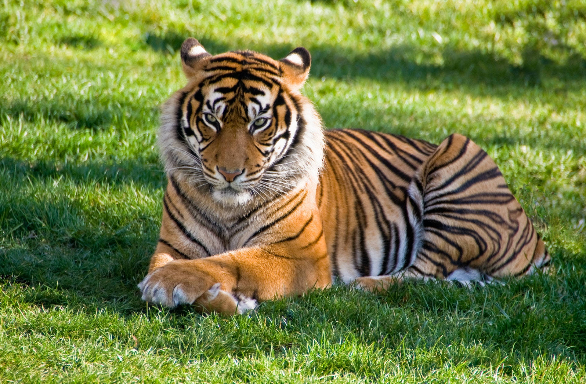 Fierce Harimau Lying Down On Grass Picture
