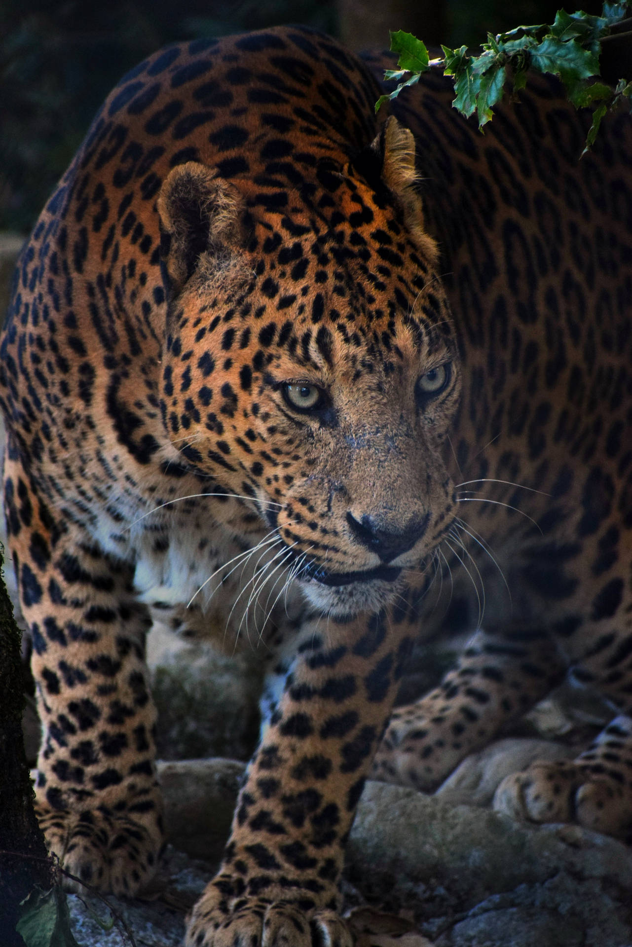 Fierce Leopard Animal Background