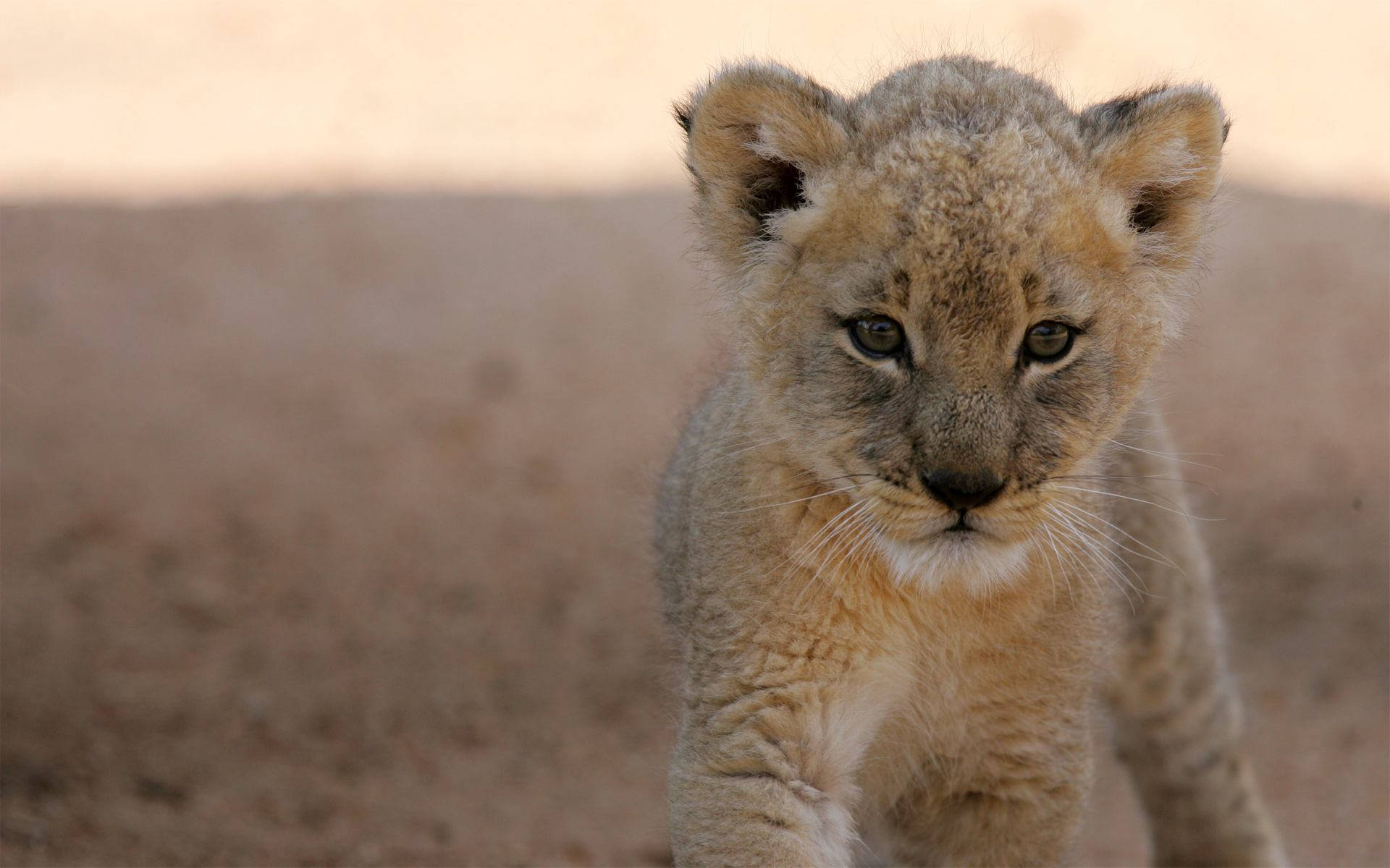 Fierce Lion Cub