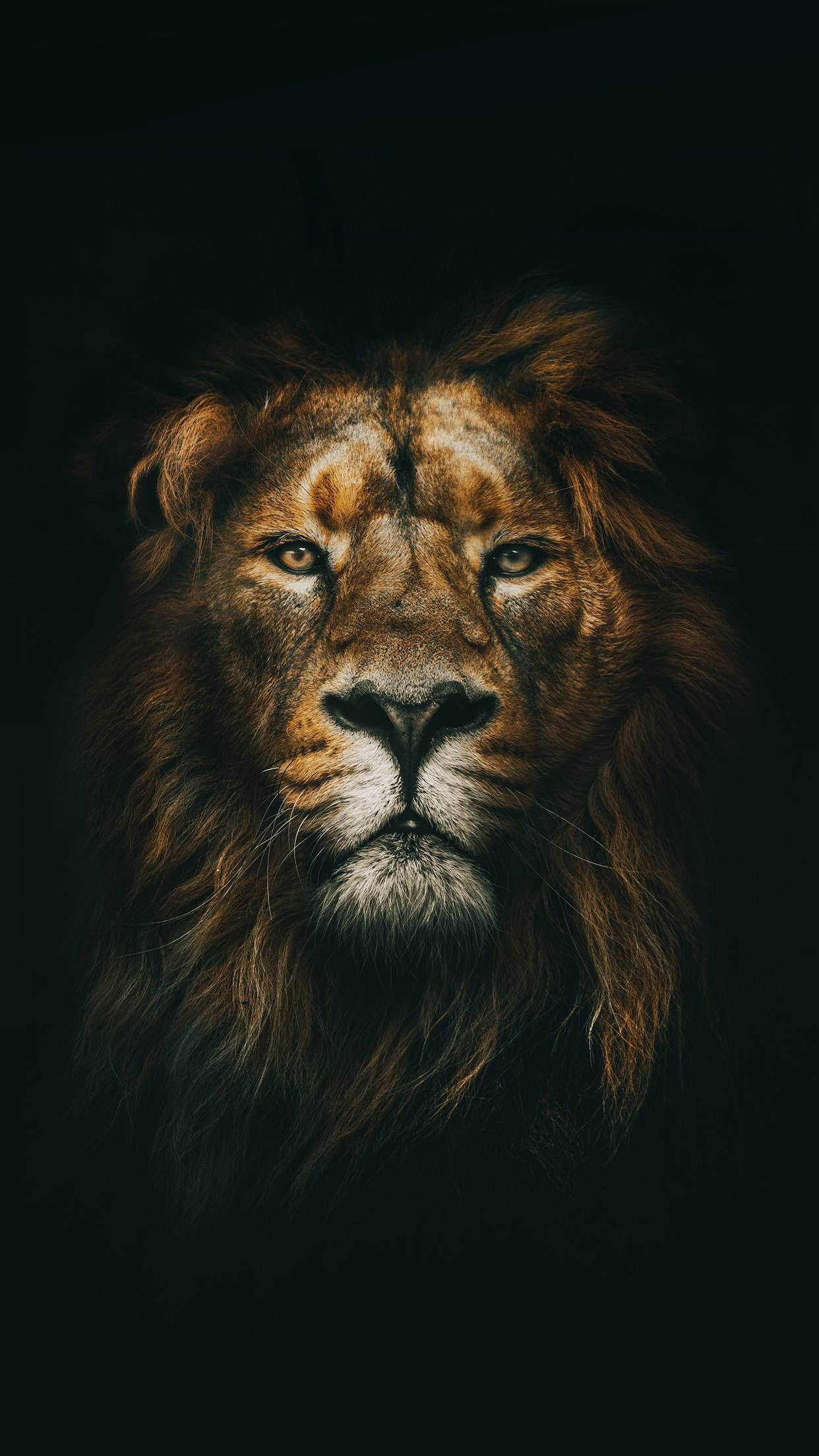 Fierce Lion Iphone Dark Wallpaper