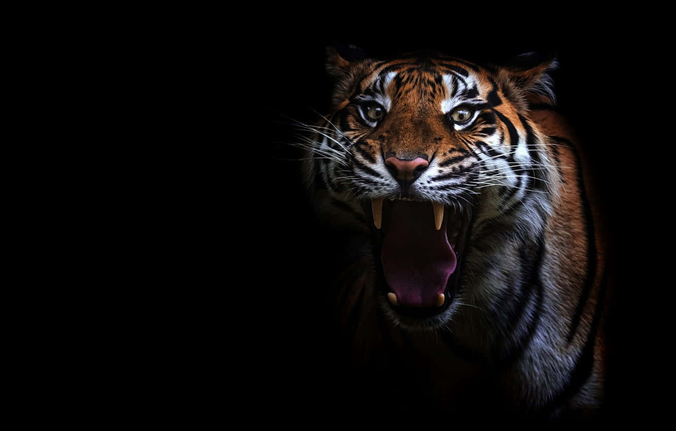 Tiger, Aggressive Tiger HD wallpaper | Pxfuel