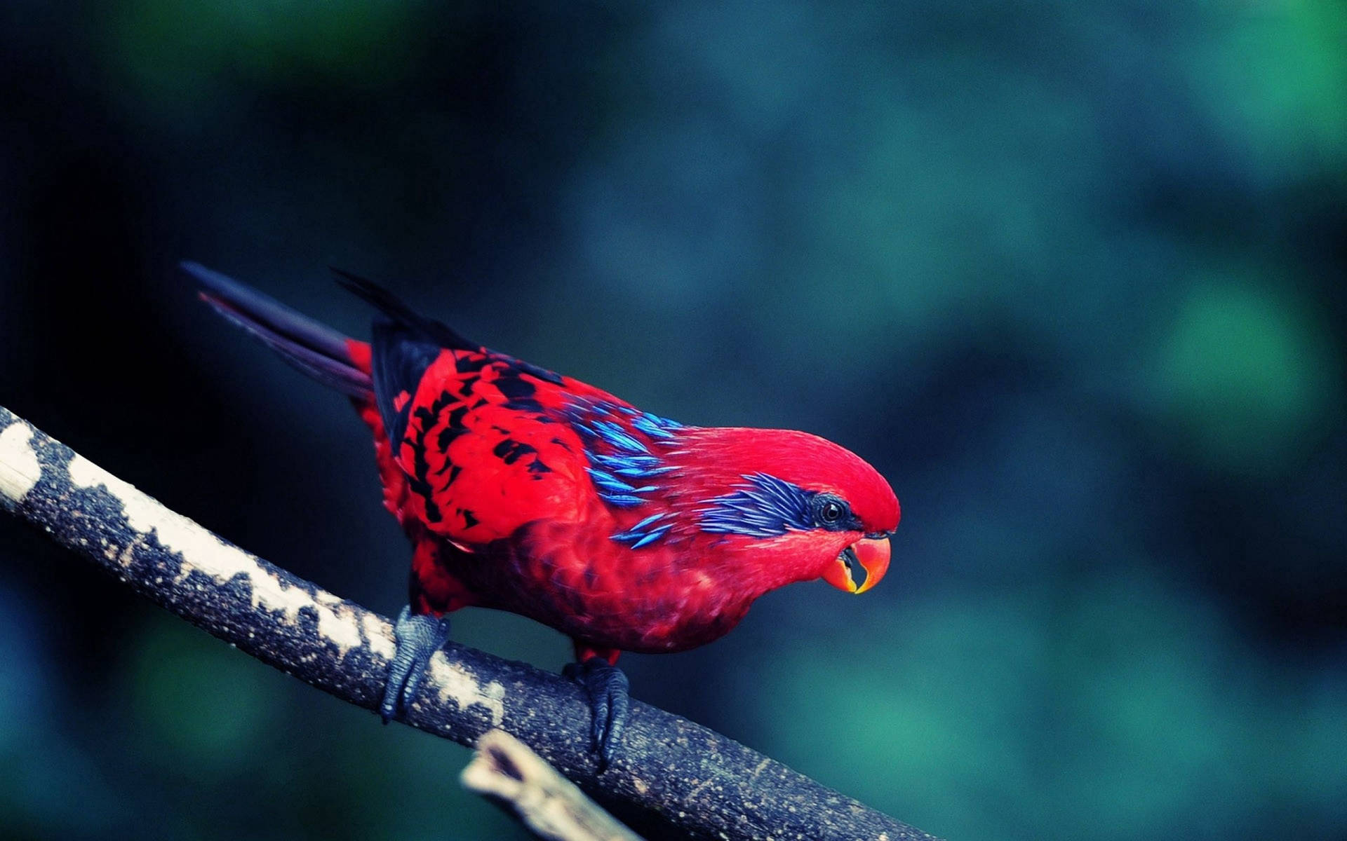 Fierce Red Blue Bird