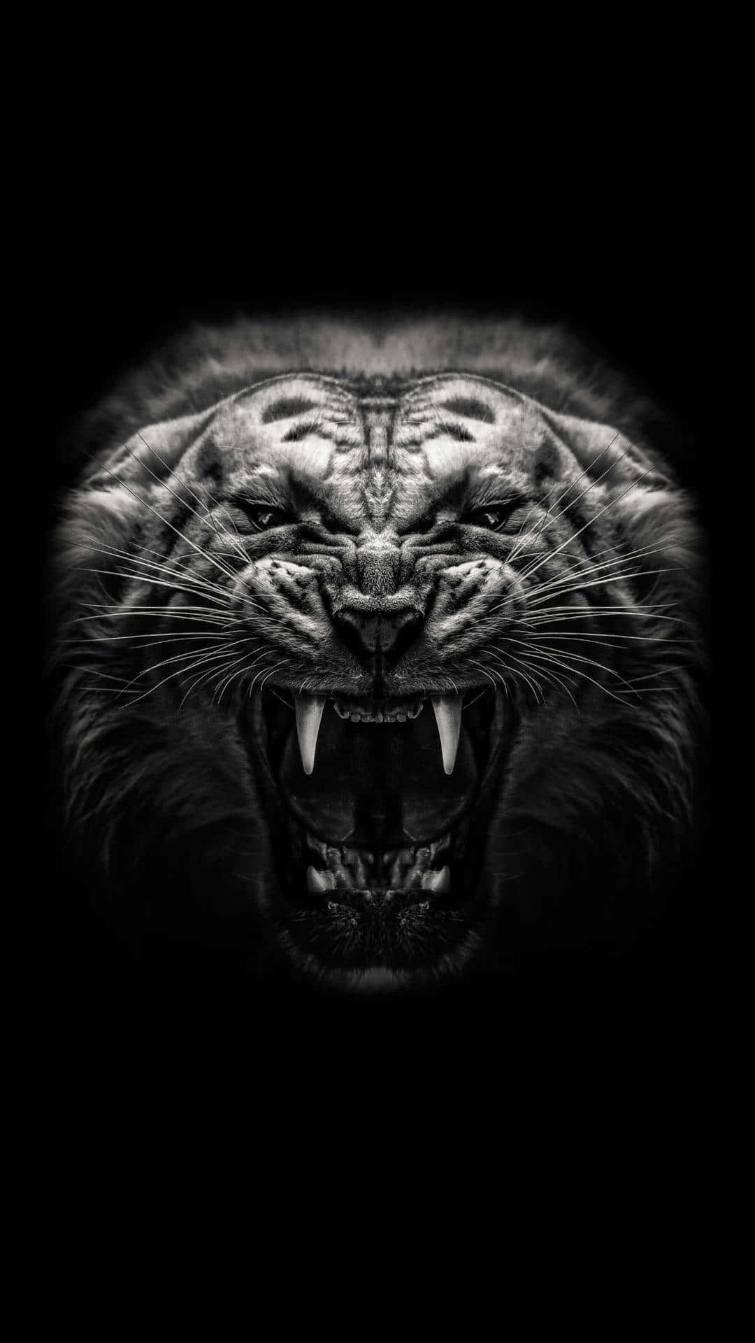 Lion HD Wallpaper for iPhone Download Free | Background images | Files  Garage