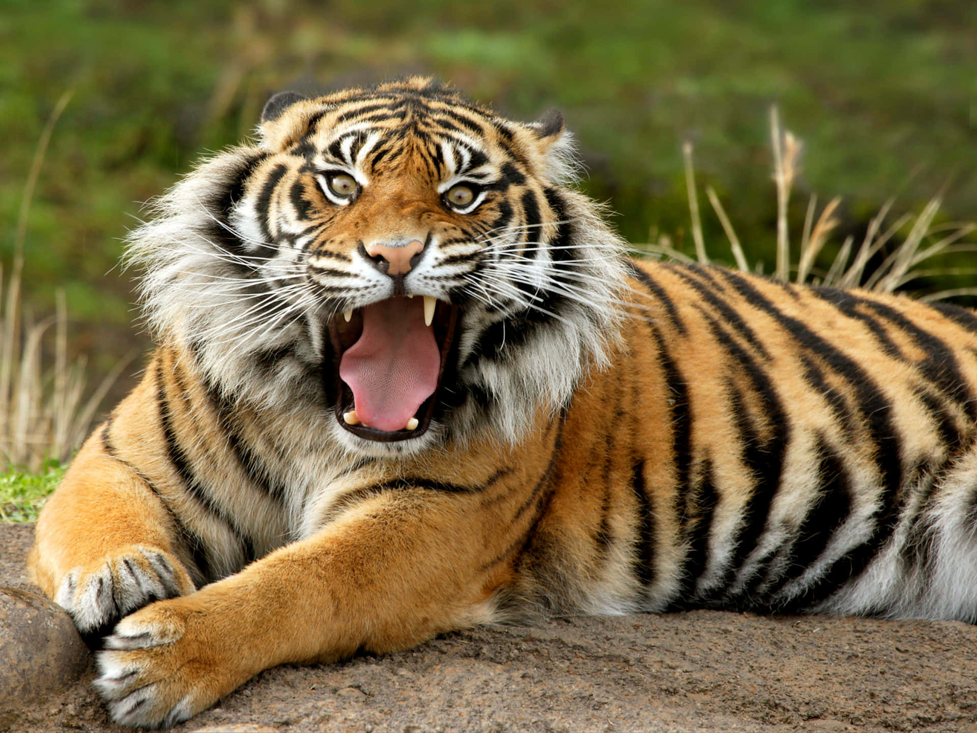 Download Wallpaper 750x1334 Tiger, Face, Aggression, Animal iPhone