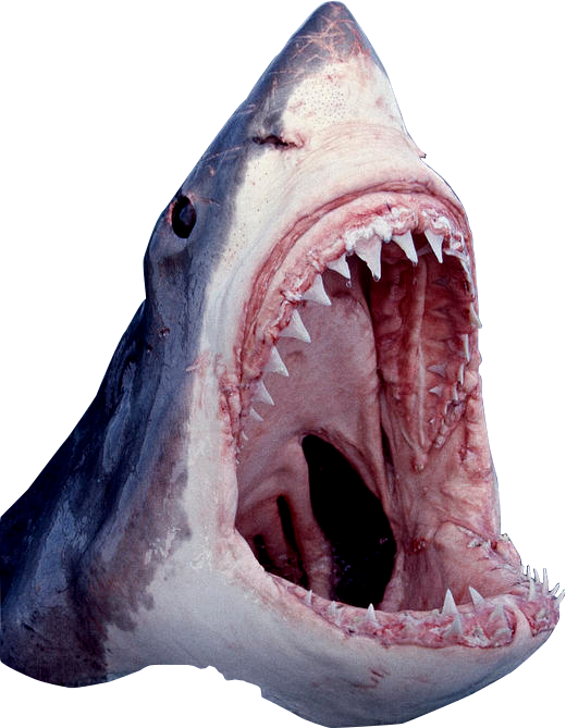 Fierce Shark Open Mouth PNG
